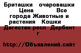 Бриташки - очаровашки.  › Цена ­ 3 000 - Все города Животные и растения » Кошки   . Дагестан респ.,Дербент г.